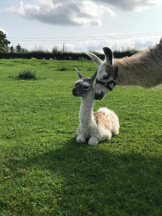 The Beautiful Lazy Llama Shepherd Hut Farm Stay Ballyshannon Dış mekan fotoğraf