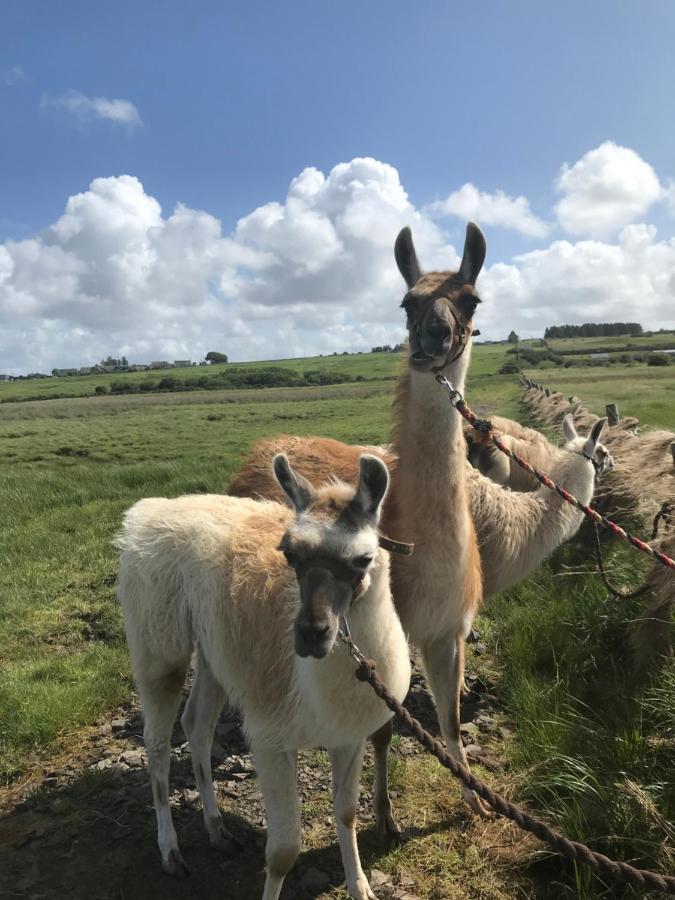 The Beautiful Lazy Llama Shepherd Hut Farm Stay Ballyshannon Dış mekan fotoğraf