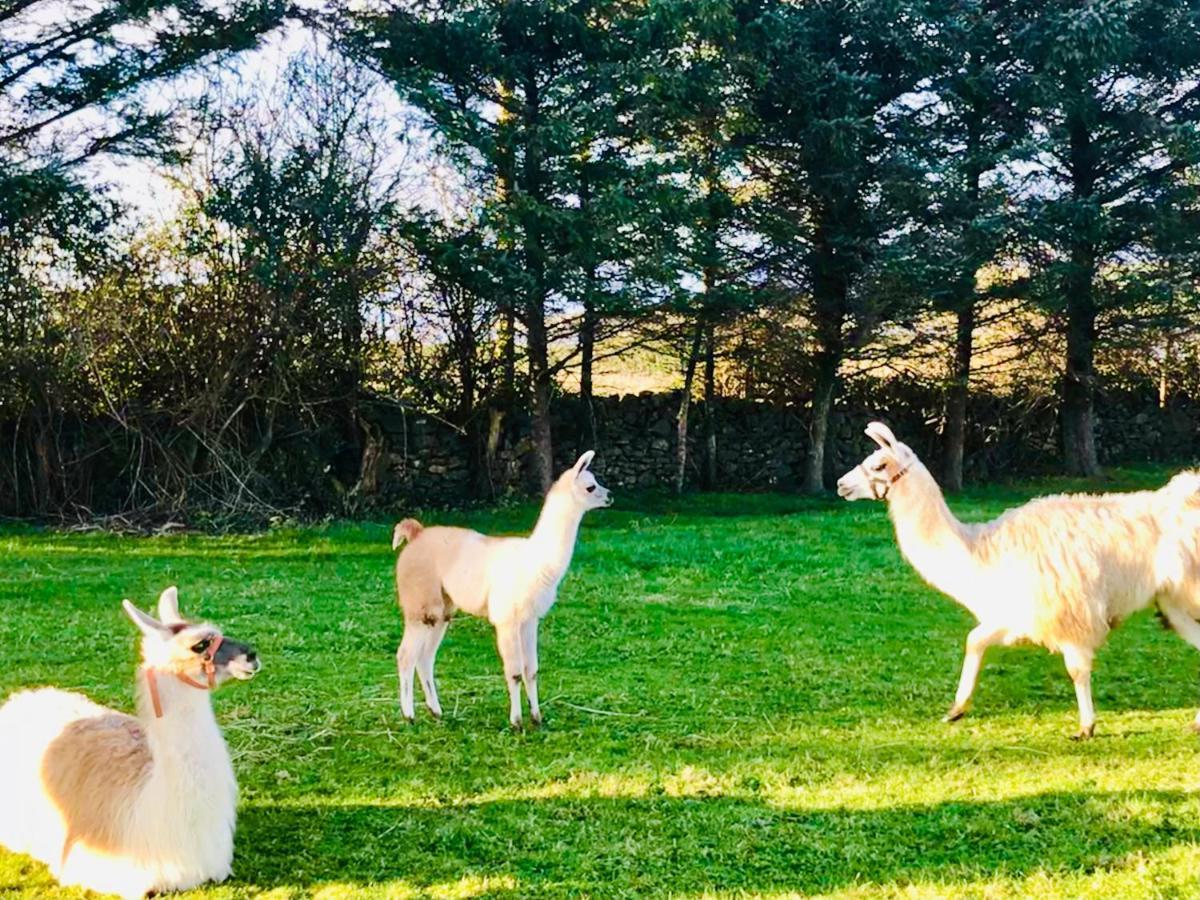 The Beautiful Lazy Llama Shepherd Hut Farm Stay Ballyshannon Dış mekan fotoğraf
