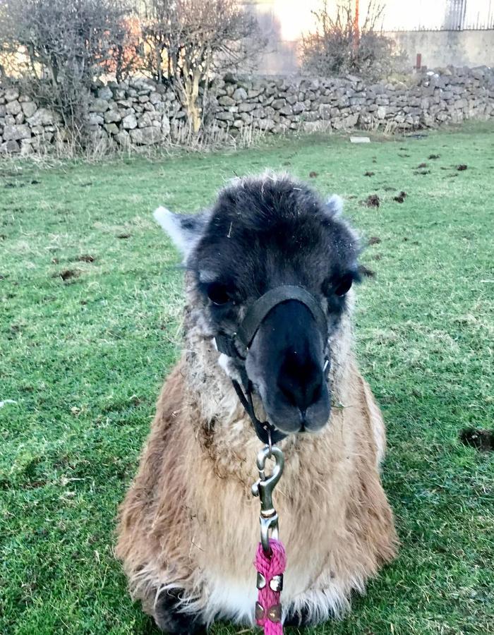 The Beautiful Lazy Llama Shepherd Hut Farm Stay Ballyshannon Dış mekan fotoğraf